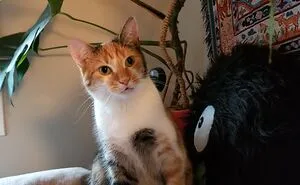 Hey Pandas, Take A Pic Of Your Pet Right Now (Closed)