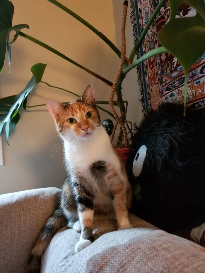 Cheating A Bit As I'm At Work, But Here's My Most Recent Photo Of Midge! She And Her Brother Were Adopted A Month Ago