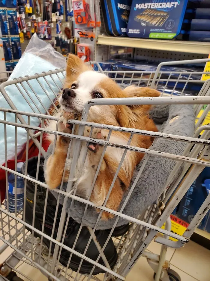 This Is Archie. He Did Not Want To Be In The Store Any Longer.  "Please May We Go Home Now?"