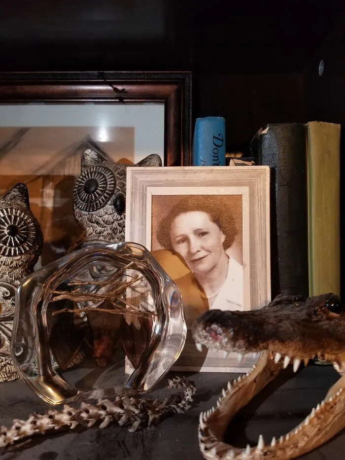 A Bat Preserved In Resin, A Taxidermied Alligator Head, A Skeletised Opossum Tail, And A Photo Of My Grandmother