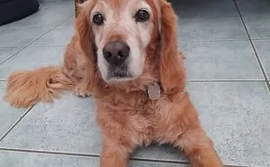 Hey Pandas, Take A Pic Of Your Pet Right Now (Closed)