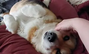 Hey Pandas, Take A Pic Of Your Pet Right Now (Closed)
