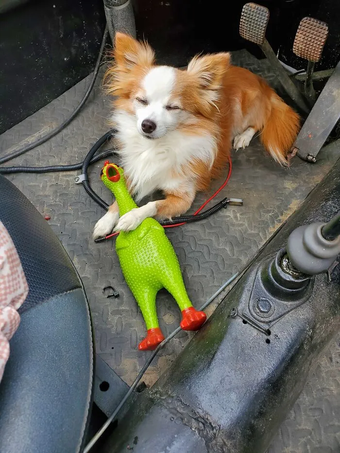 Archie Just Loves His Plastic Chicken...lol