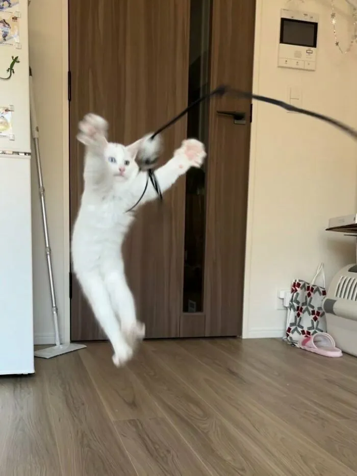 33 Compelling Reasons “Why You Should Get A Cat”