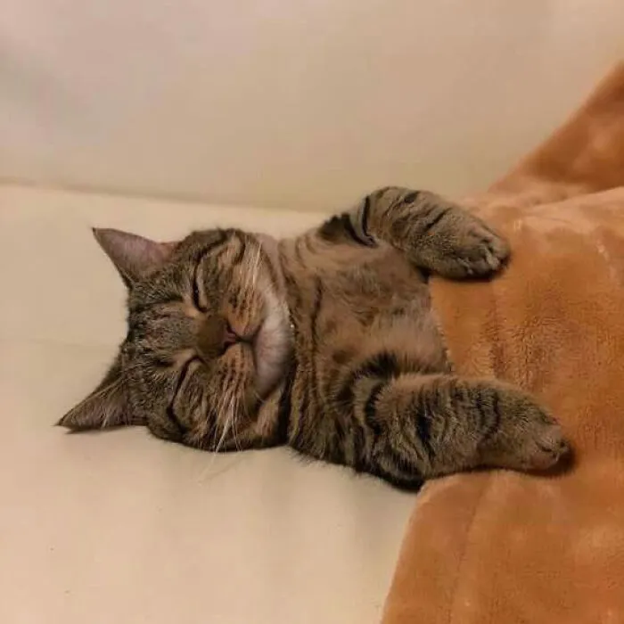 33 Compelling Reasons “Why You Should Get A Cat”