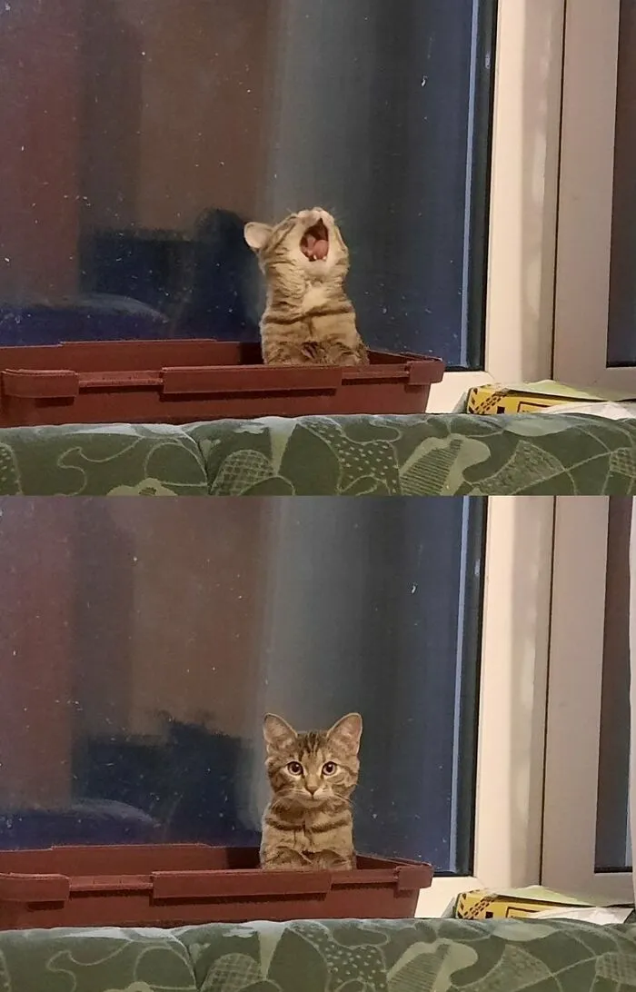 33 Compelling Reasons “Why You Should Get A Cat”