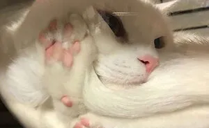 33 Compelling Reasons “Why You Should Get A Cat”