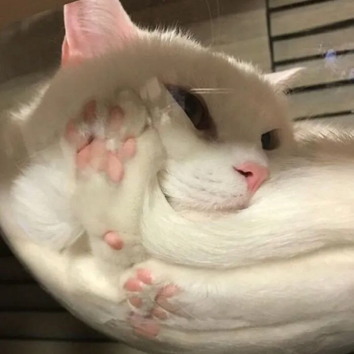 33 Compelling Reasons “Why You Should Get A Cat”