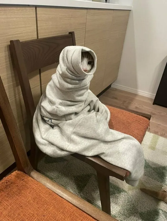 33 Compelling Reasons “Why You Should Get A Cat”