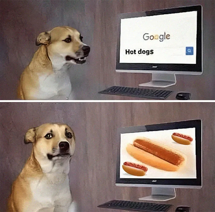 Dog looking confused at search results for "hot dogs" on a computer screen, featuring weird meme humor.