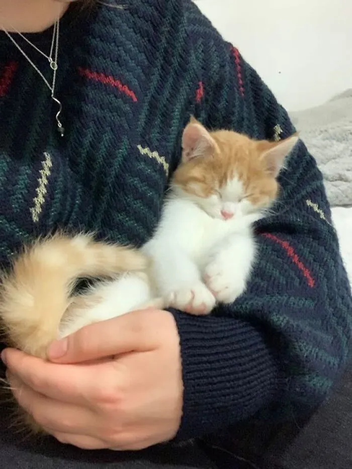 33 Compelling Reasons “Why You Should Get A Cat”