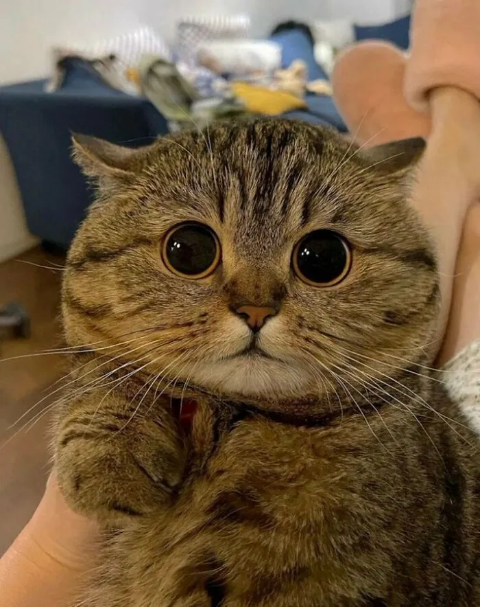 33 Compelling Reasons “Why You Should Get A Cat”