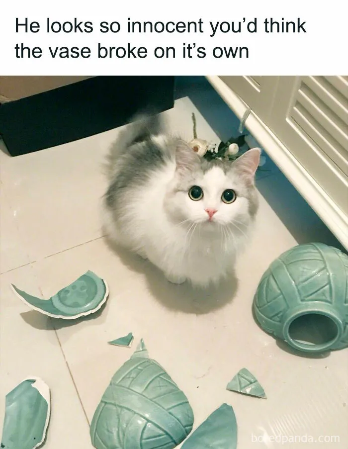 50 Cat Memes Any Cat Lover Would Appreciate
