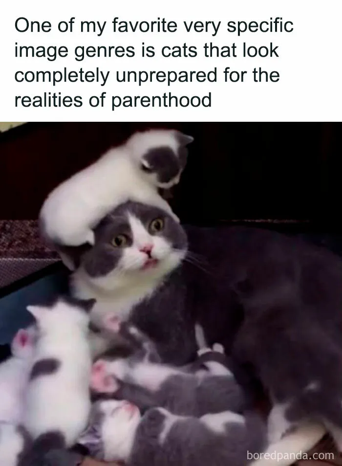45 Funny And Polite Memes That Don't Laugh At Anyone's Expense, As Shared By This Facebook Page