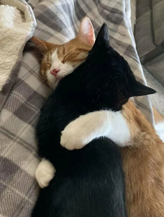 33 Compelling Reasons “Why You Should Get A Cat”
