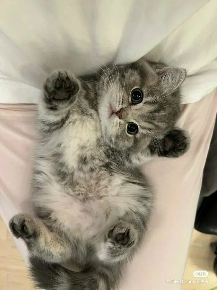 33 Compelling Reasons “Why You Should Get A Cat”
