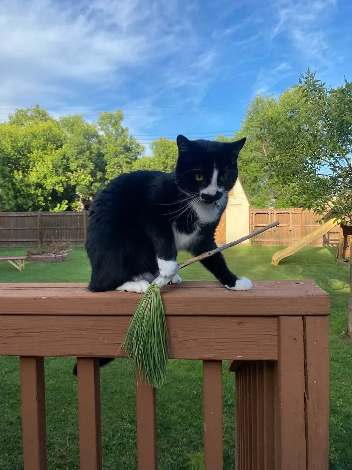 Of My Cat. My Brother Gave Him The Stick And I Asked Why He Was Teaching My Cat Witchcraft