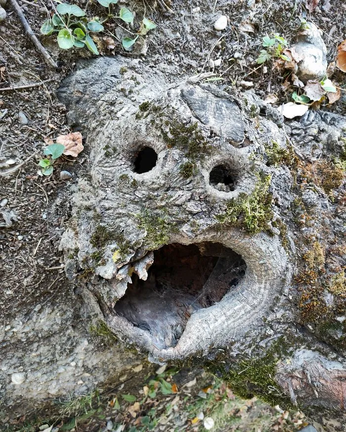 Woodland Creature