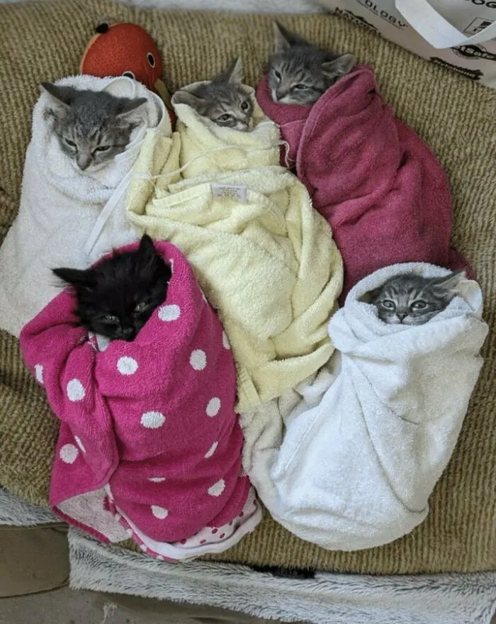 33 Compelling Reasons “Why You Should Get A Cat”