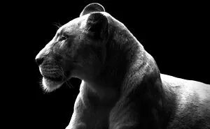 Wild Animal Photography: 50 Intimate Portraits By This Photographer (New Pics)