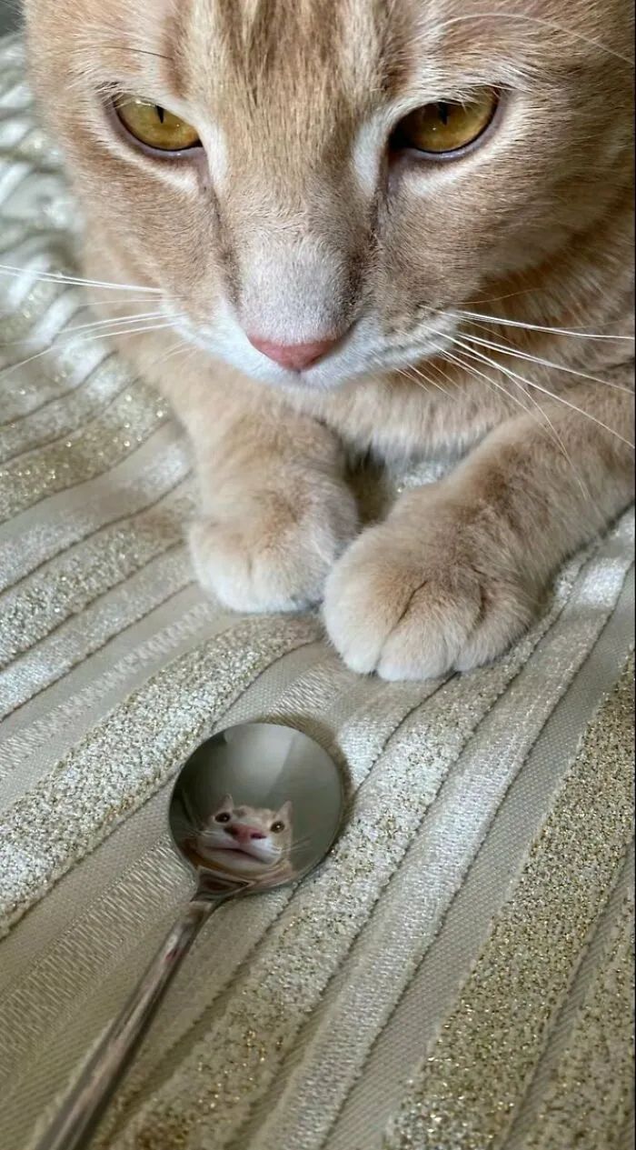 33 Compelling Reasons “Why You Should Get A Cat”