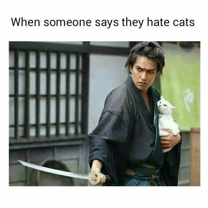 Memes-For-My-Cat
