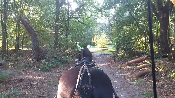 Waiting In The Early Morning For Someone To Unlock The Gate. Before It Gets Too Hot, Go Out Into The Forest & Heathland