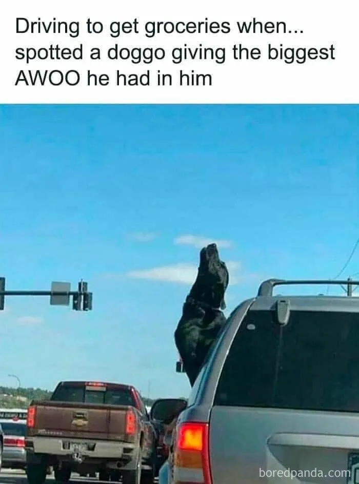 Grocery Run Howling Session