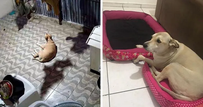 This Owner Got Scared After Seeing What Appeared To Be Her Dog Levitating In Home Camera Footage