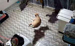 This Owner Got Scared After Seeing What Appeared To Be Her Dog Levitating In Home Camera Footage