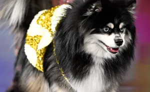 Pets Rule The Catwalk At New York Fashion Week (23 Pics)