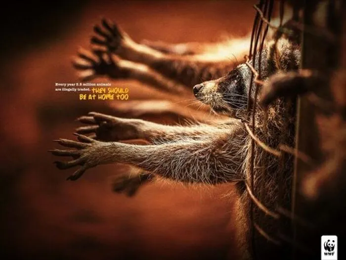 Wwf Ad By Ddb Worldwide, Ecuador: They Should Be At Home Too