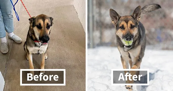 Many Initial Shelter Pet Photos Don’t Represent Dogs Accurately, So I Retake Them (22 Pics)
