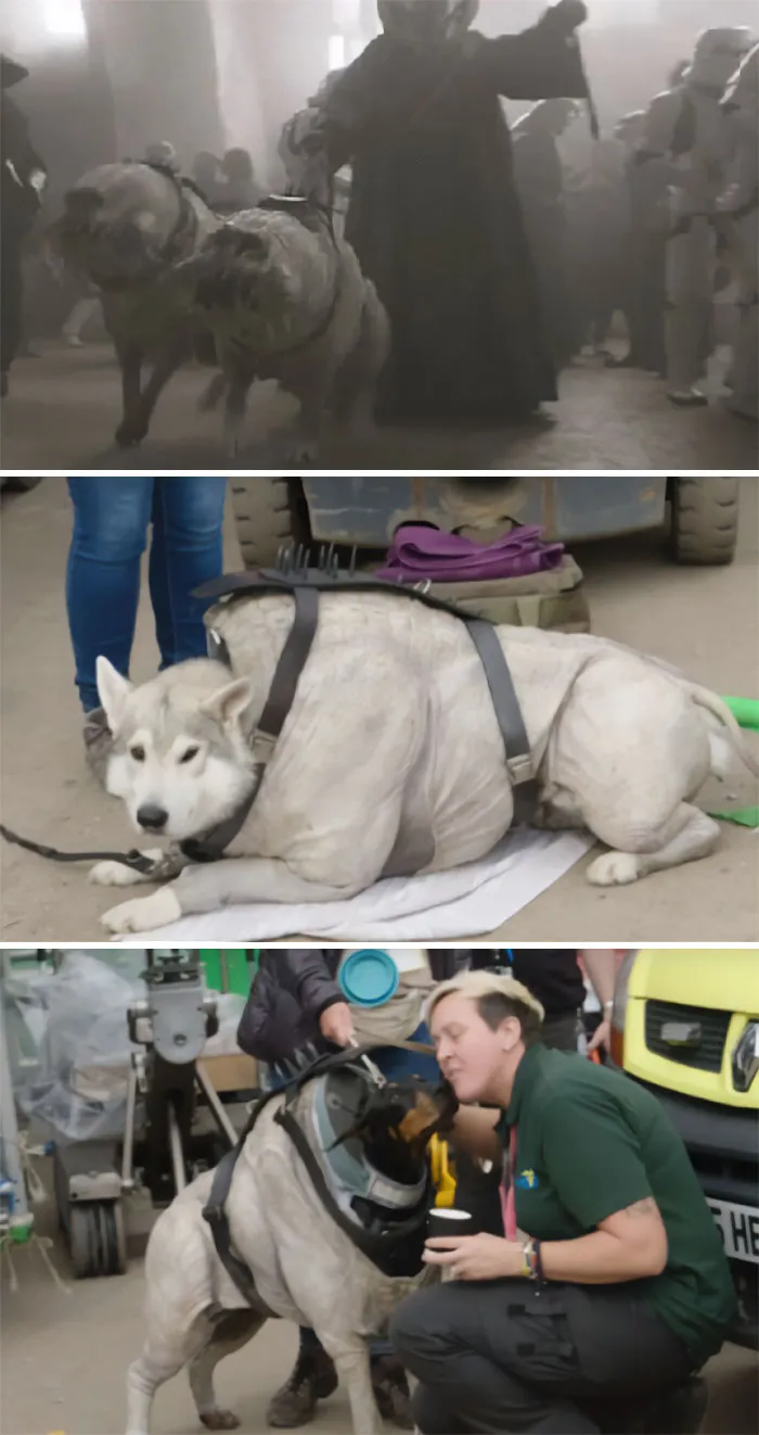 Dog Actors