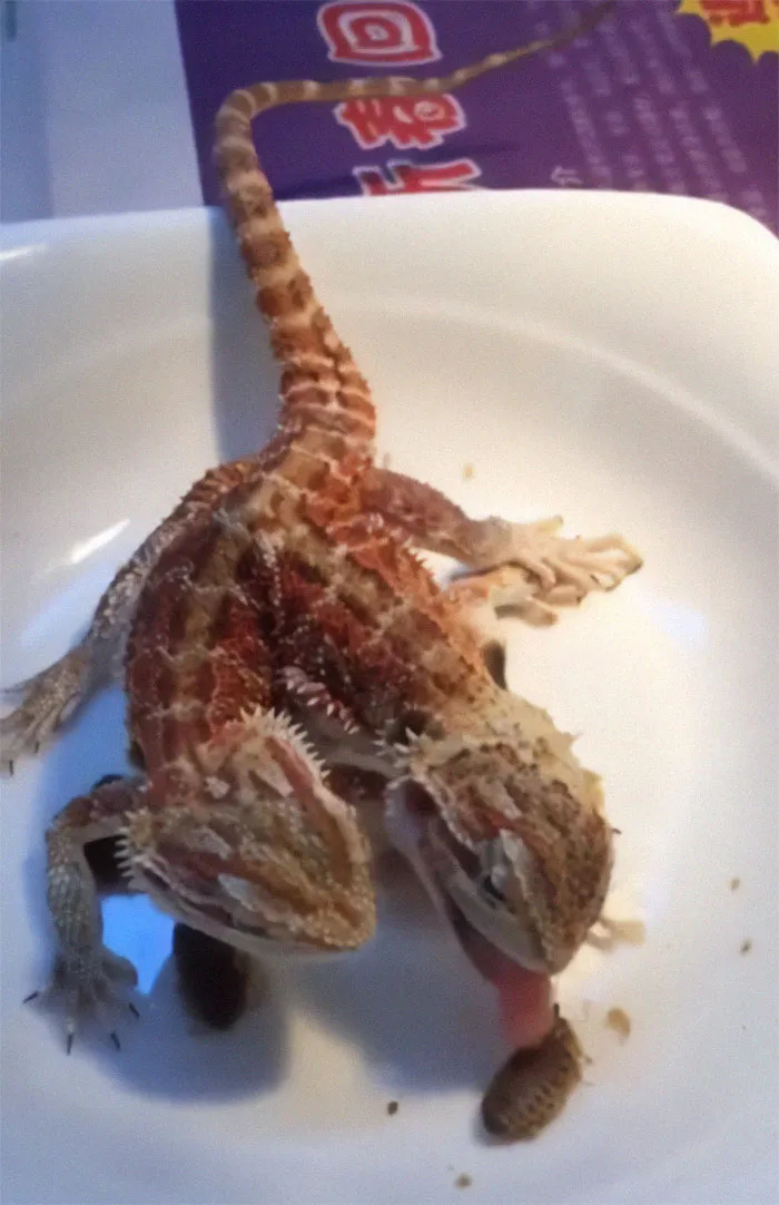 Quimera de 2 cabezas comiendo bichos