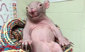 35 Pics That Might Make You Say “Awww” Before You Realize How Disturbing They Are