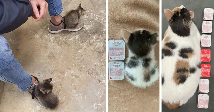 33 Compelling Reasons “Why You Should Get A Cat”