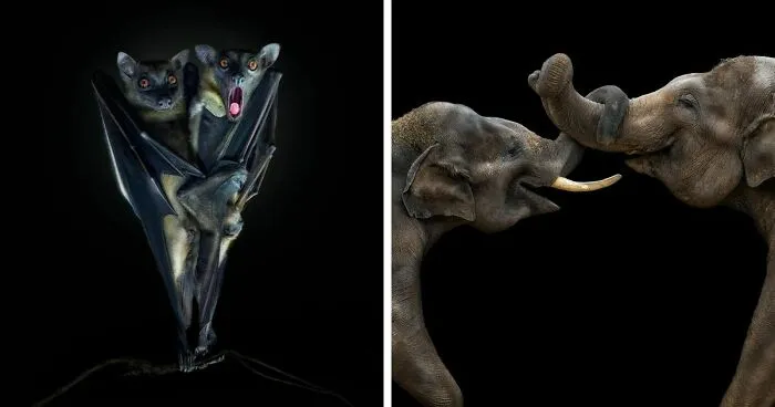 Wild Animal Photography: 50 Intimate Portraits By This Photographer (New Pics)