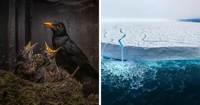 Prepare To Be Amazed By This Year’s Nature Photography Competition Winning Photos (18 Photos)