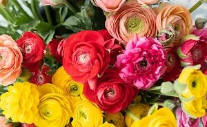 Found This Cute Colourful Ranunculus At A Local Florist Today