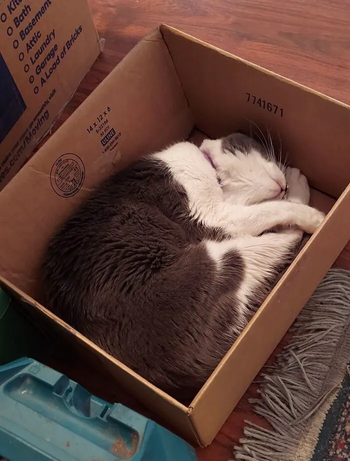 This Style Of Humane Cat Trap Works On Monkey Every Time