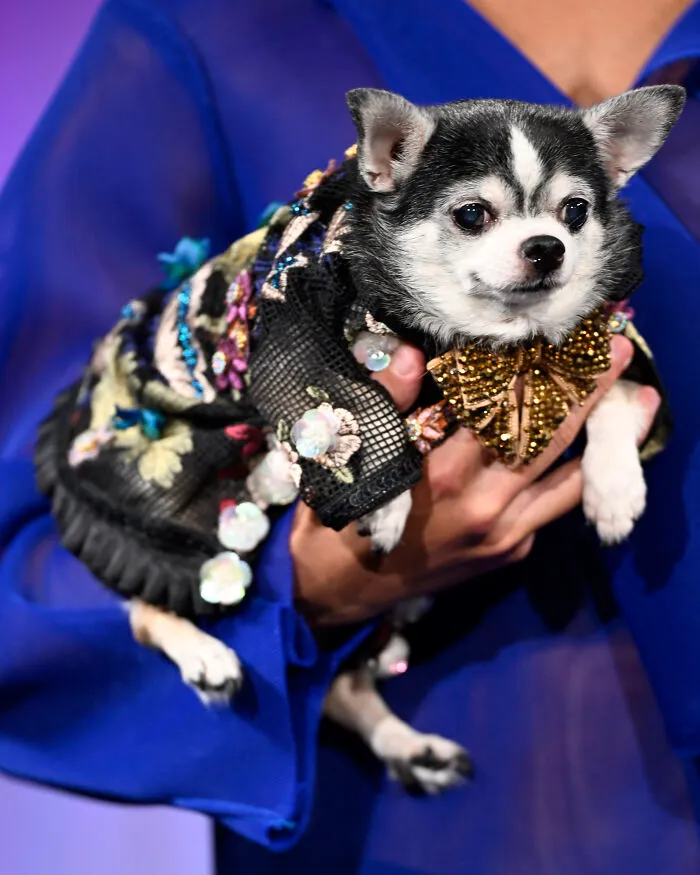 Anthony Rubio Nyfw: Bogie, A Chihuahua