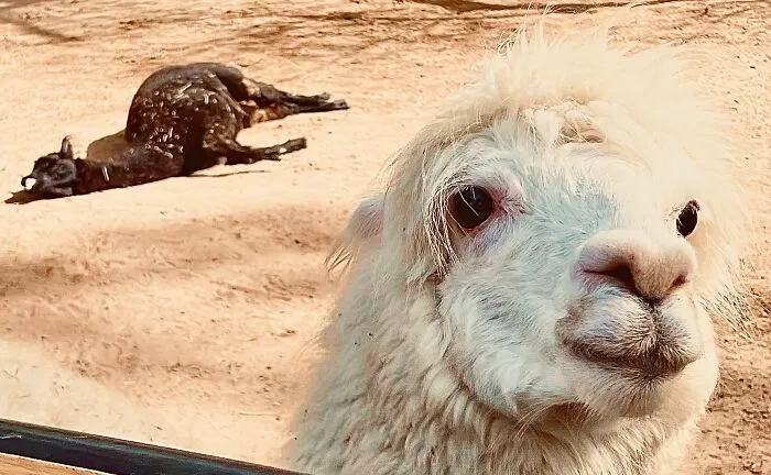 Possibly My Favorite Photo I Have Edited (Dont Worry The Other Llama Is Not Dead) He Is Just Sleeping *