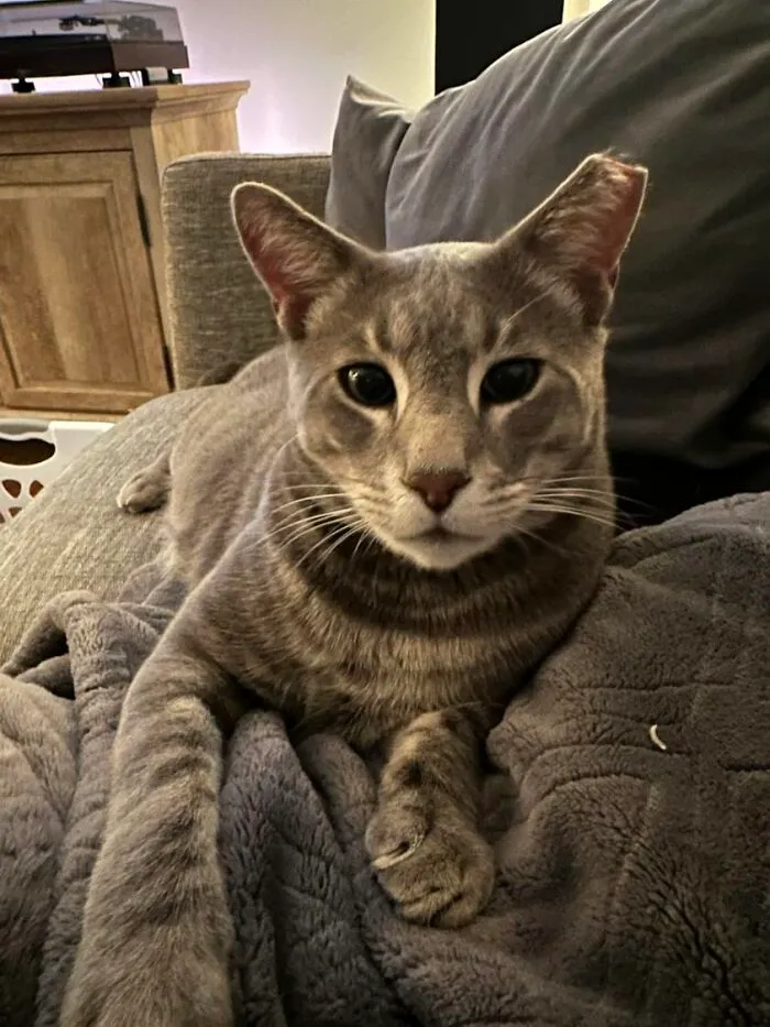 Blue Steel