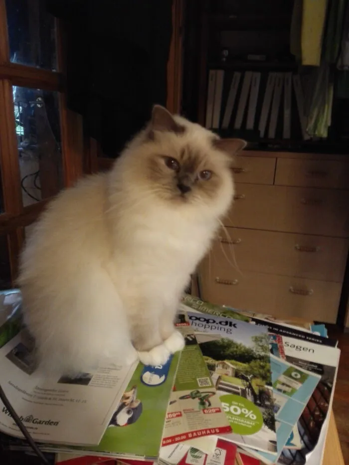 This Is Bamse (Which Is Danish For Teddy) And I Think He Is The Cutest Cat I Have Seen