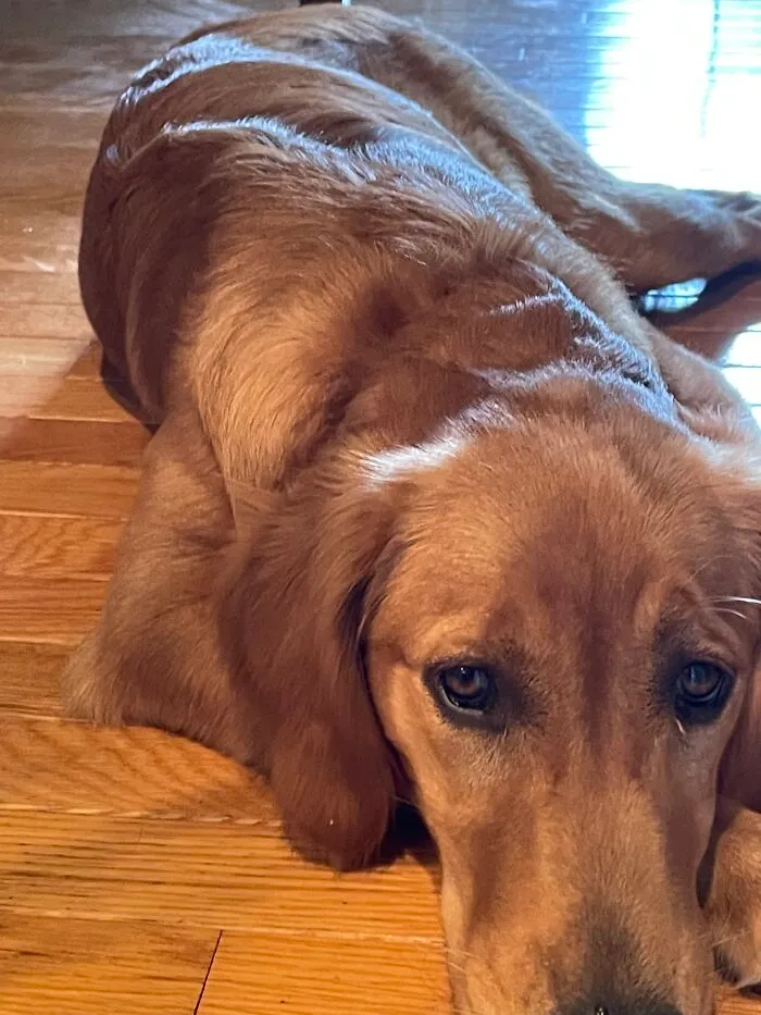 This Is Willow. She Was Born At The End Of March Of 2023, And She Is A Golden Retriever. She Just Ate And Is Now Sleepy