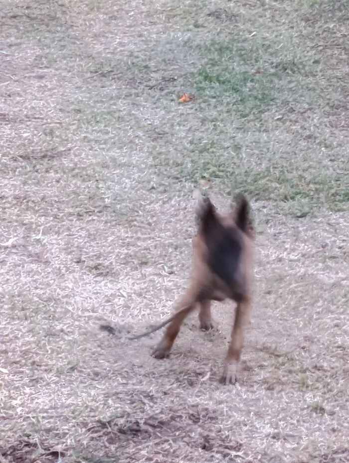 This Is Laika. You Can See How Active She Is