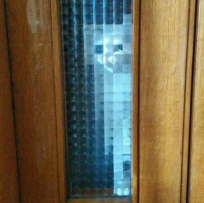 21 Funny Photos Of “Low-Resolution” Cats Behind Pixelated Glass Doors