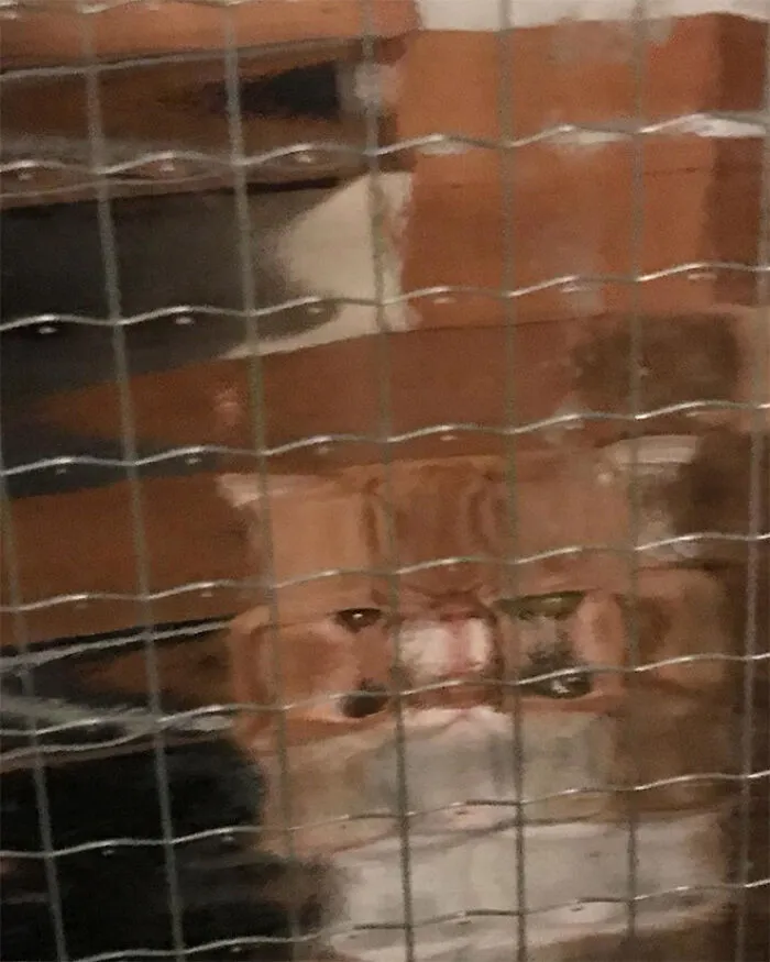 21 Funny Photos Of “Low-Resolution” Cats Behind Pixelated Glass Doors