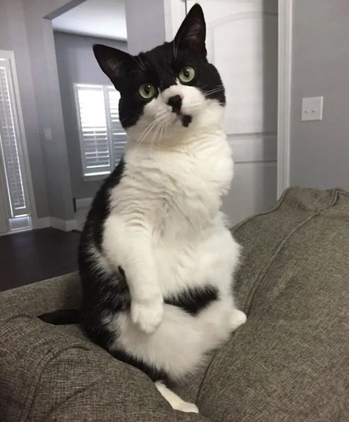 19 Funny Photos Proving That Cats Are Basically Just Feline Penguins